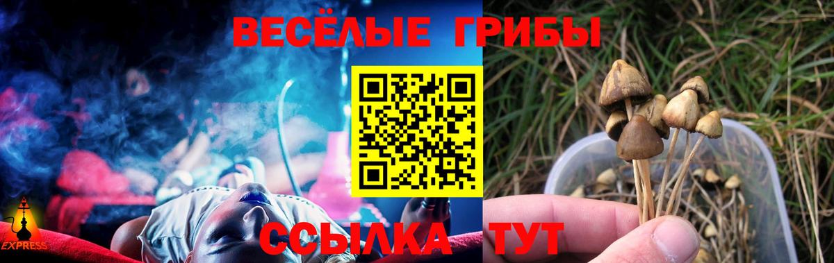 Псилоцибиновые грибы Cubensis Зеленогорск